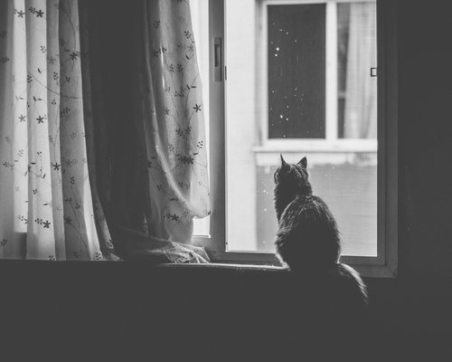 A person working from home, looking out the window during a break
